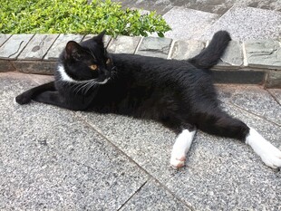 黑白猫咪惬意躺地