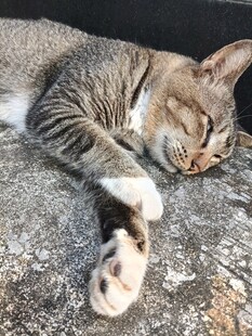 酣睡的条纹猫咪
