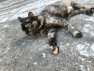 慵懒猫咪躺地小憩