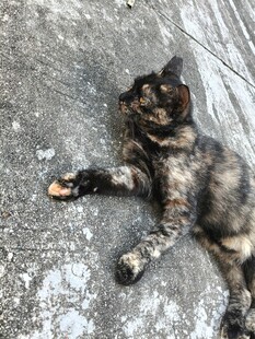 慵懒猫咪惬意躺地