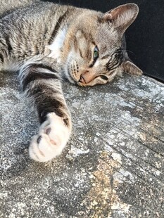 猫咪惬意躺卧岩石上