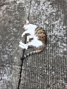 蜷睡的猫咪