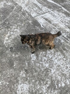可爱猫咪