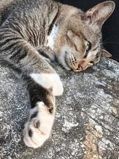 酣睡中的猫咪