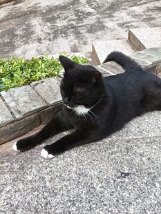 黑猫惬意躺于路边