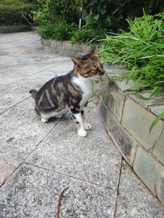 三色花纹猫咪