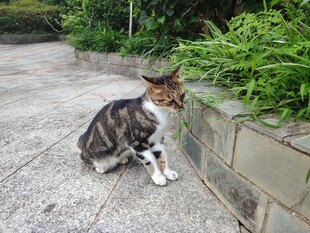蹲坐路边的花色猫咪