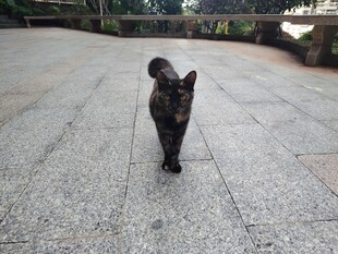 黑猫漫步石板路