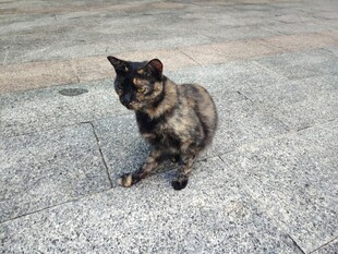 蹲坐的玳瑁猫