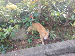 户外石边的橘色猫咪