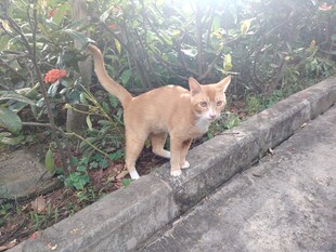 路边漫步的可爱小猫咪