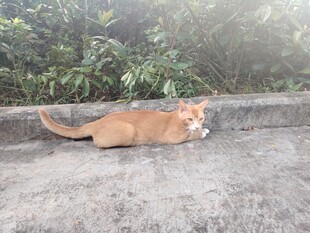 猫咪