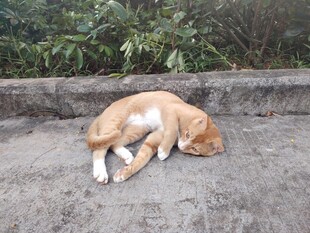 蜷睡的猫咪
