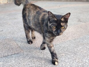 行走的花斑猫