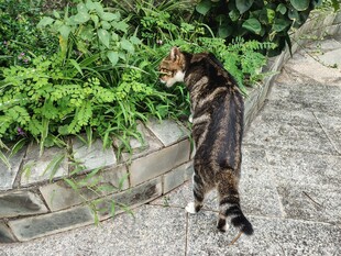 墙边猫咪嗅闻绿植