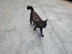 黑猫于路面悠然漫步