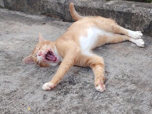 橘猫惬意躺地打哈欠