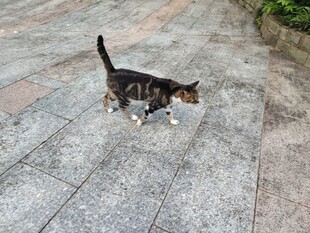 漫步的花猫