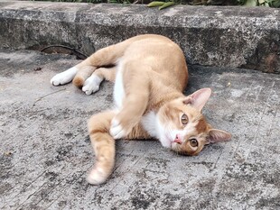 橘猫惬意躺卧在石阶上
