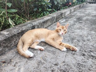 橘猫悠闲躺卧在路边