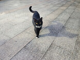 黑猫漫步路面