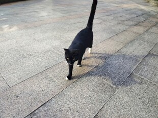 黑猫于地面低头探索