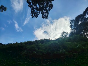 山间蓝天绿树美景