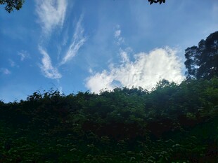 蓝天绿树间的美好景致