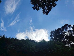 蓝天绿树间的自然景致