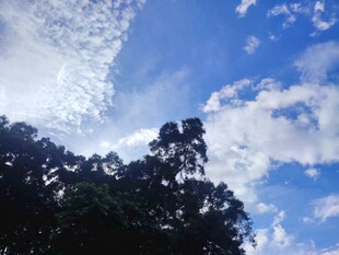 蓝天绿树间的清新景致