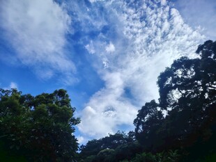 蓝天绿树间的美丽云景