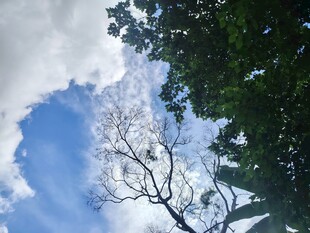蓝天白云下的枯树与绿林