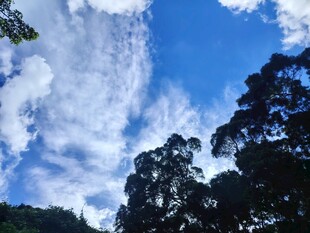 蓝天绿树间的自然景致
