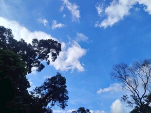 蓝天绿树间的清新景致