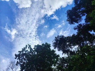 蓝天绿树间的清新景象
