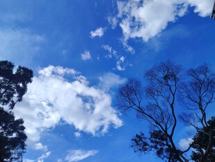 蓝天绿树间的美丽景致