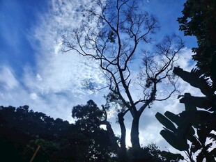 蓝天枯树旁的绿植景观