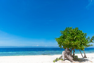 海边孤树纯净海景之美