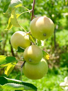 枝头青苹果清新自然风