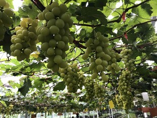 葡萄园里串串饱满的葡萄
