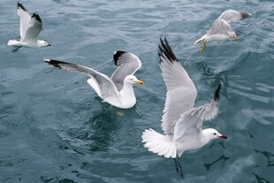 海面上飞翔的成群海鸥