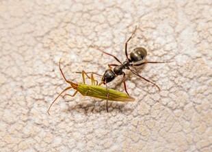 蚂蚁捕食小昆虫