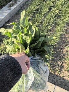 手捧新鲜蔬菜