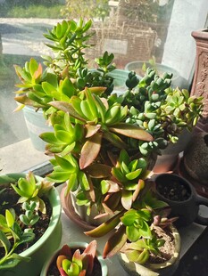 窗台上的多彩多肉植物