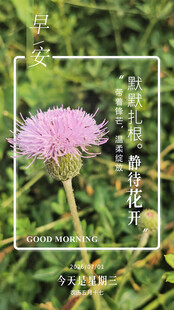 紫色蓟花特写