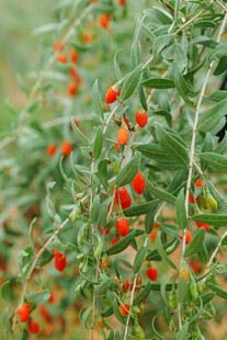 枝头红枸杞