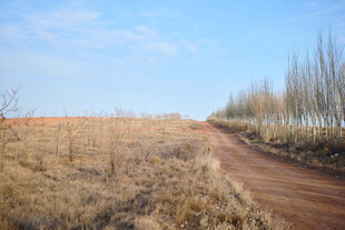 荒野土路