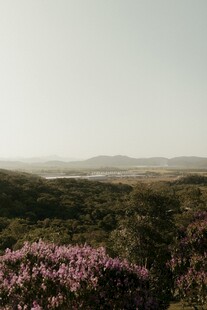 山间烂漫花丛远景