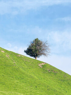 山