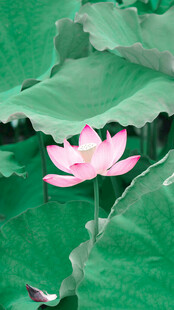 荷花